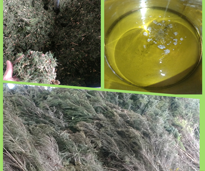 澳洲茶树油（互叶百千层）